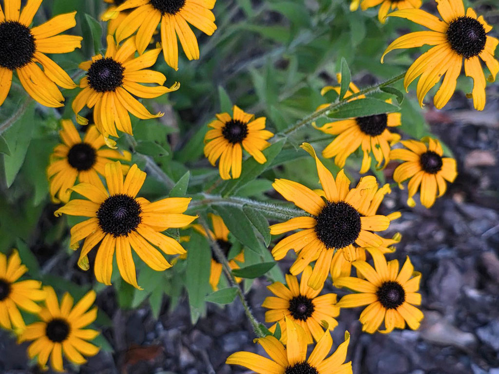 Rudbeckia - American Gold Rush