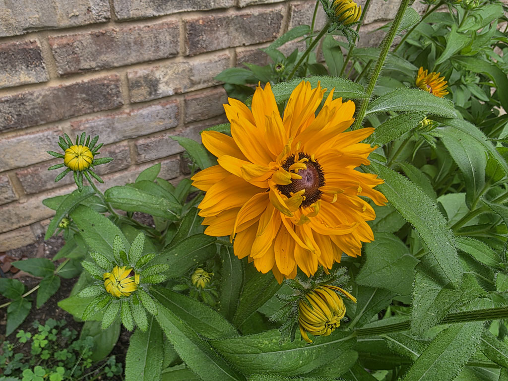 Rudbeckia - Goldilocks - Image 4