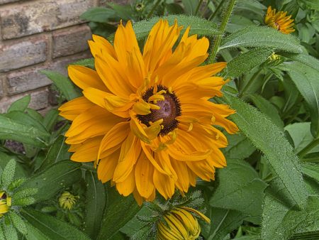 Rudbeckia - Goldilocks
