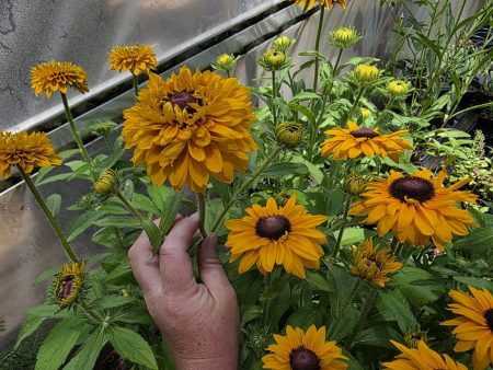 Rudbeckia - Goldilocks