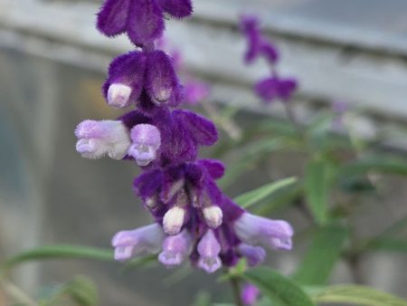 Sage - Mexican Bush
