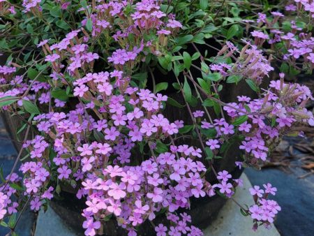 Saponaria - Rock Soapwort