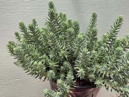 Sedum - Blue Spruce