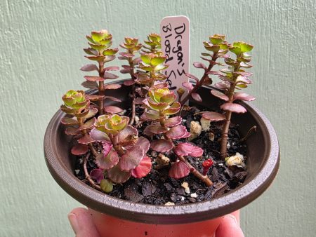 Sedum - Dragon's Blood