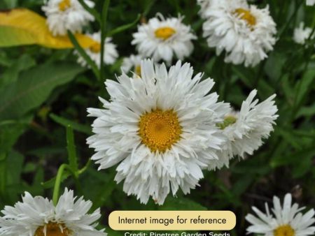 Shasta Daisy - Crazy Daisy