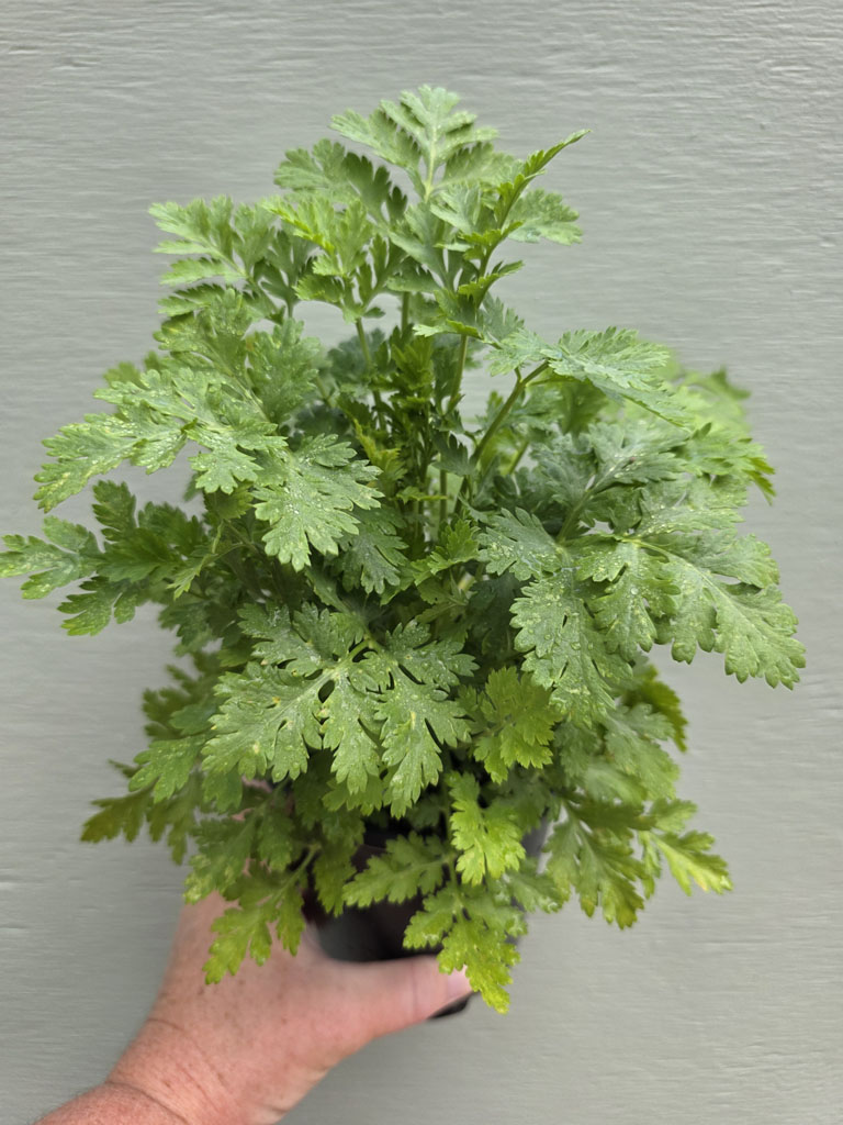 Feverfew - Vegmo's Single - Image 2