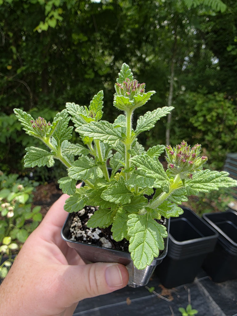 Verbena - Orange Mango - Image 2