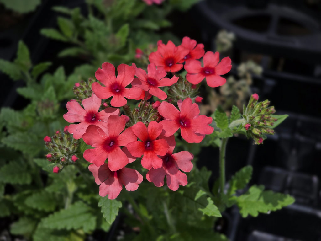 Verbena - Orange Mango - Image 3