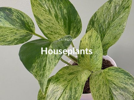 Houseplants