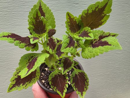 Coleus - Chocolate Mint
