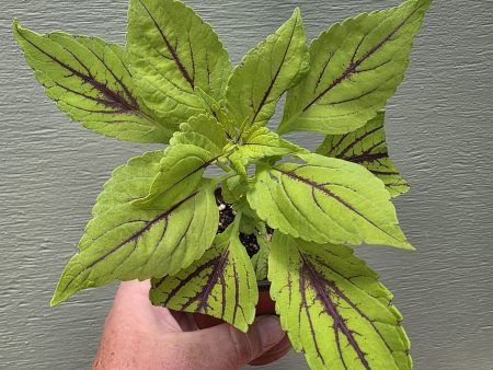 Coleus - Gay's Delight