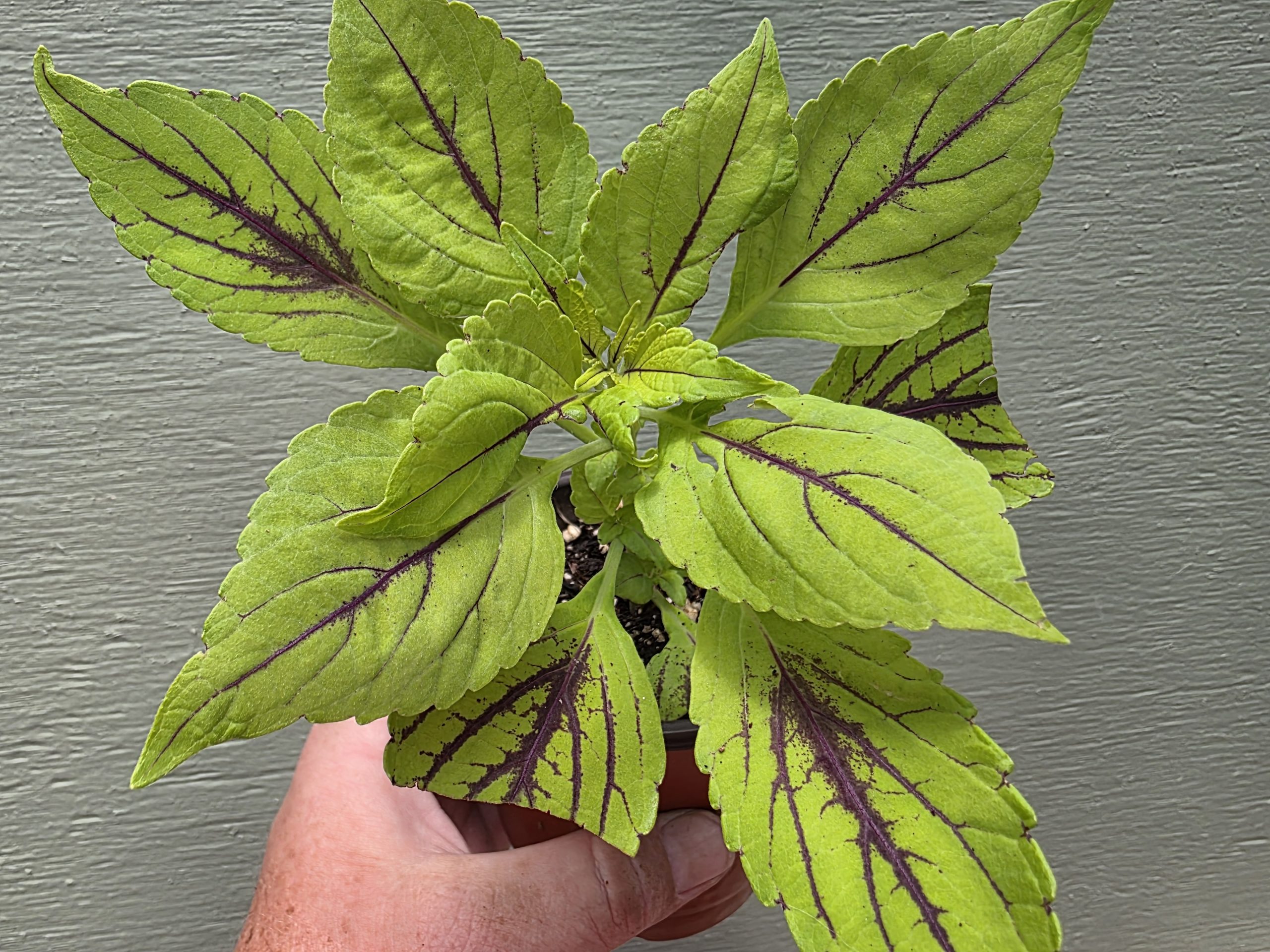 Coleus - Gay's Delight