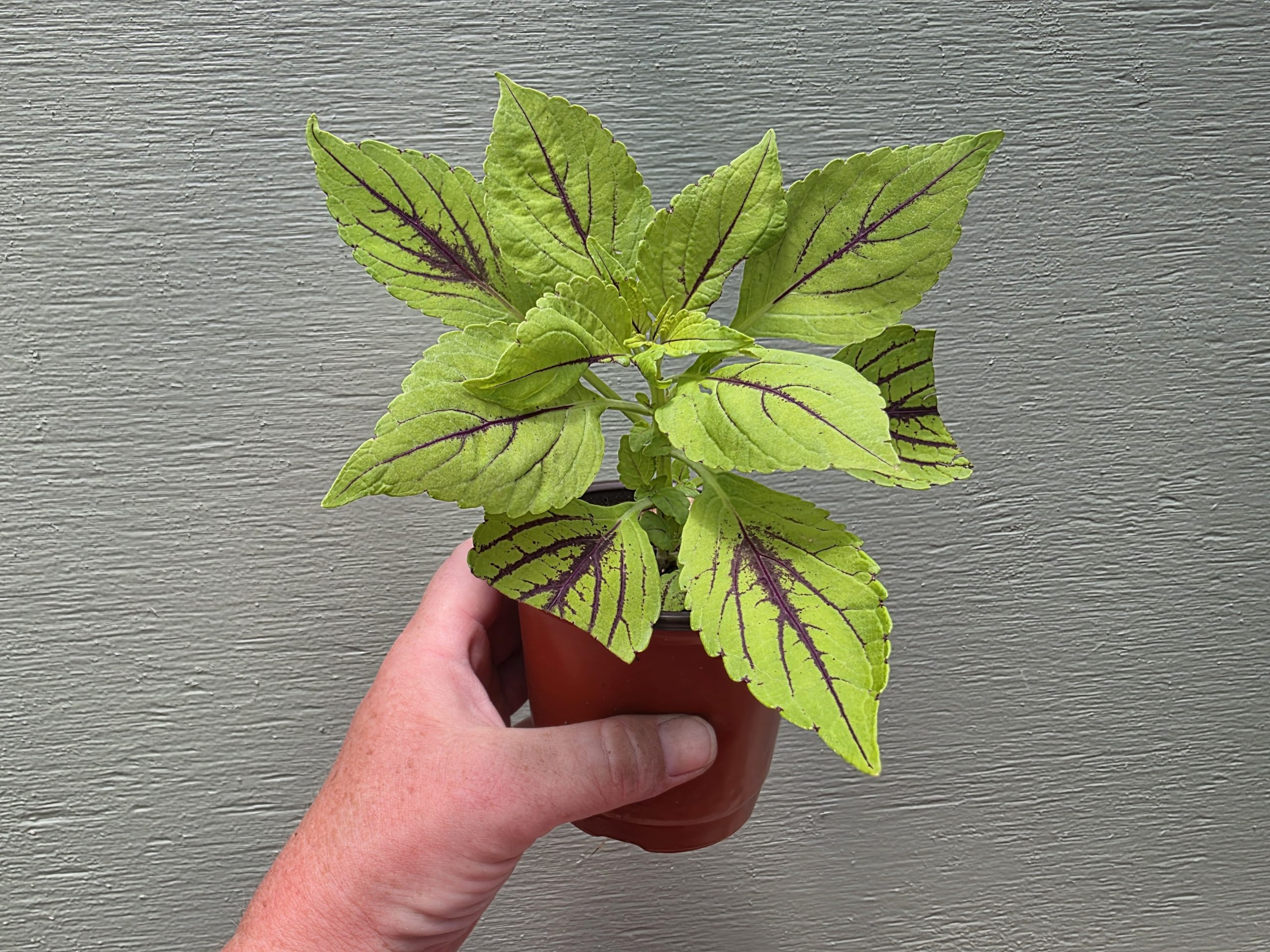Coleus - Gay's Delight - Image 2