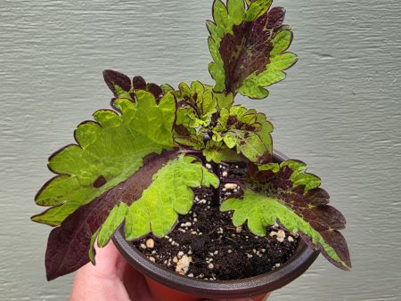 Coleus - Rodeo Drive