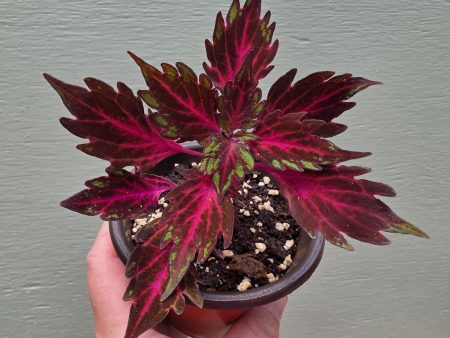 Coleus - Royalty