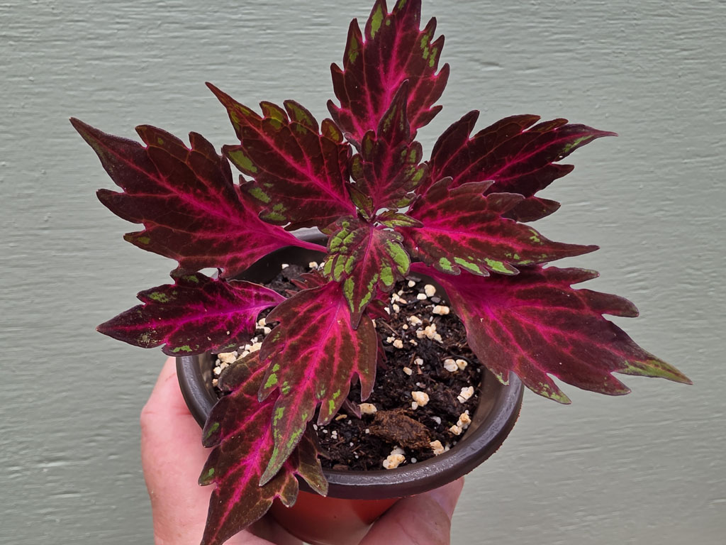 Coleus - Royalty