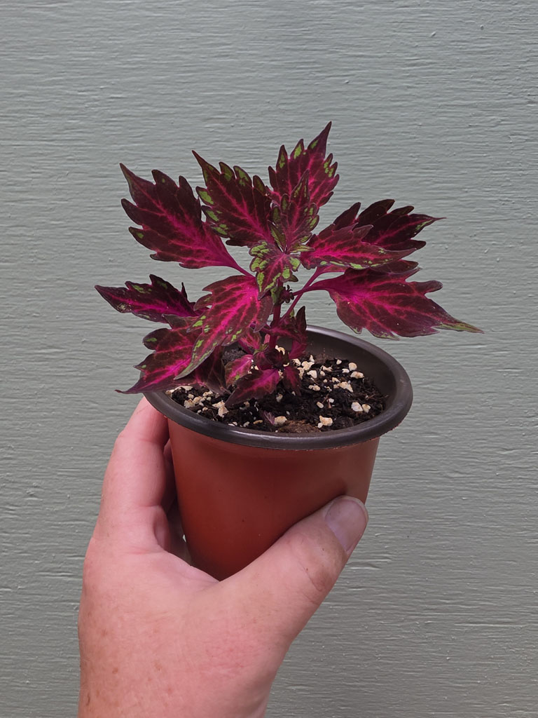 Coleus - Royalty - Image 2
