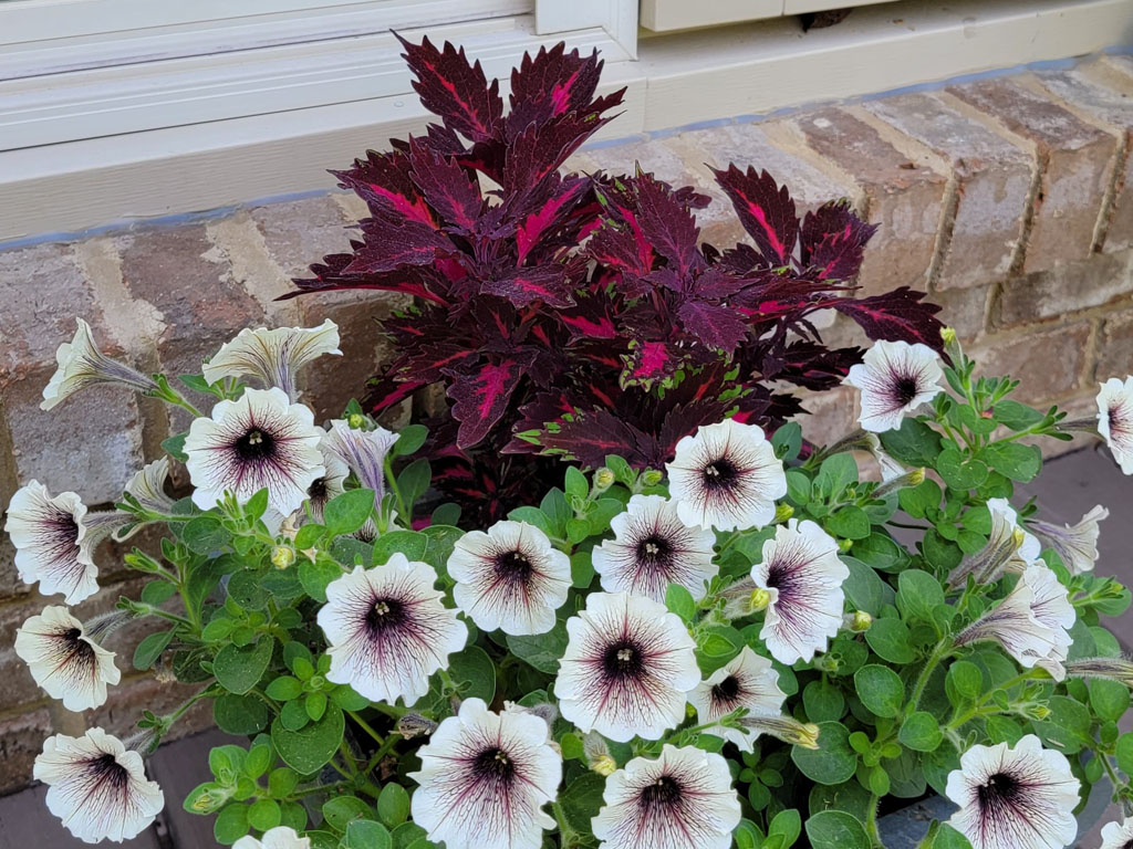 Coleus - Royalty - Image 3