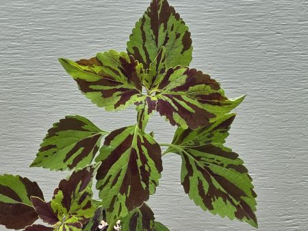 Coleus - Trailing Psycholeus