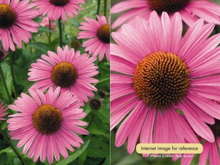 Coneflower - Primadonna Deep Rose