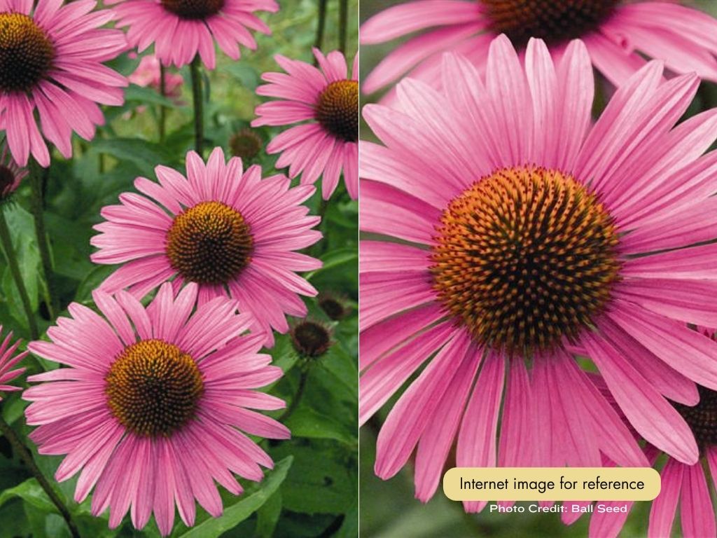 Coneflower - Primadonna Deep Rose