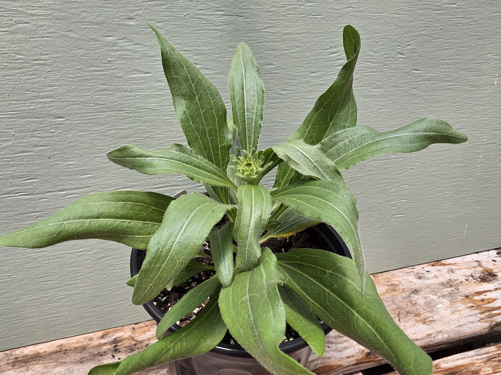 Coneflower - Purple