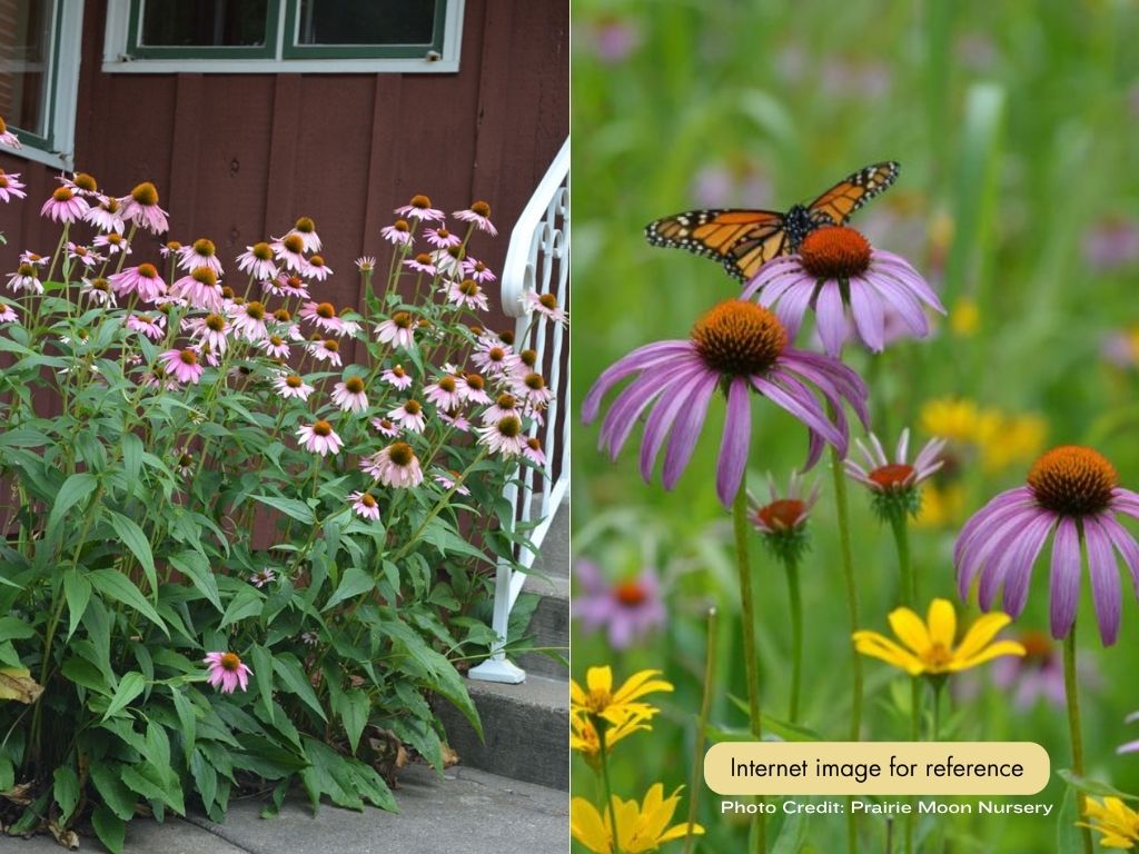 Coneflower - Purple - Image 3