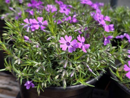 Creeping Phlox - Purple Beauty