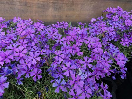 Creeping Phlox - Purple Beauty