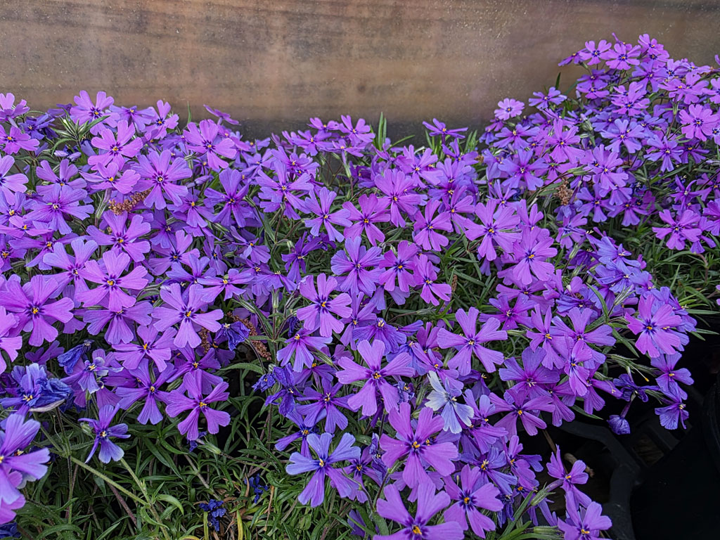 Creeping Phlox - Purple Beauty