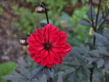 Dahlia - Black Forest Ruby