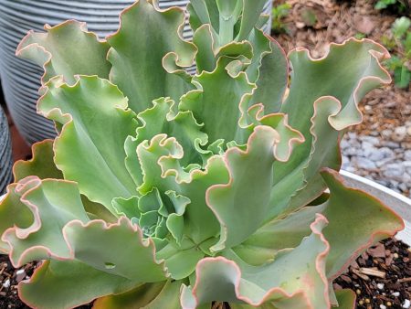 Echeveria - Giant Blue