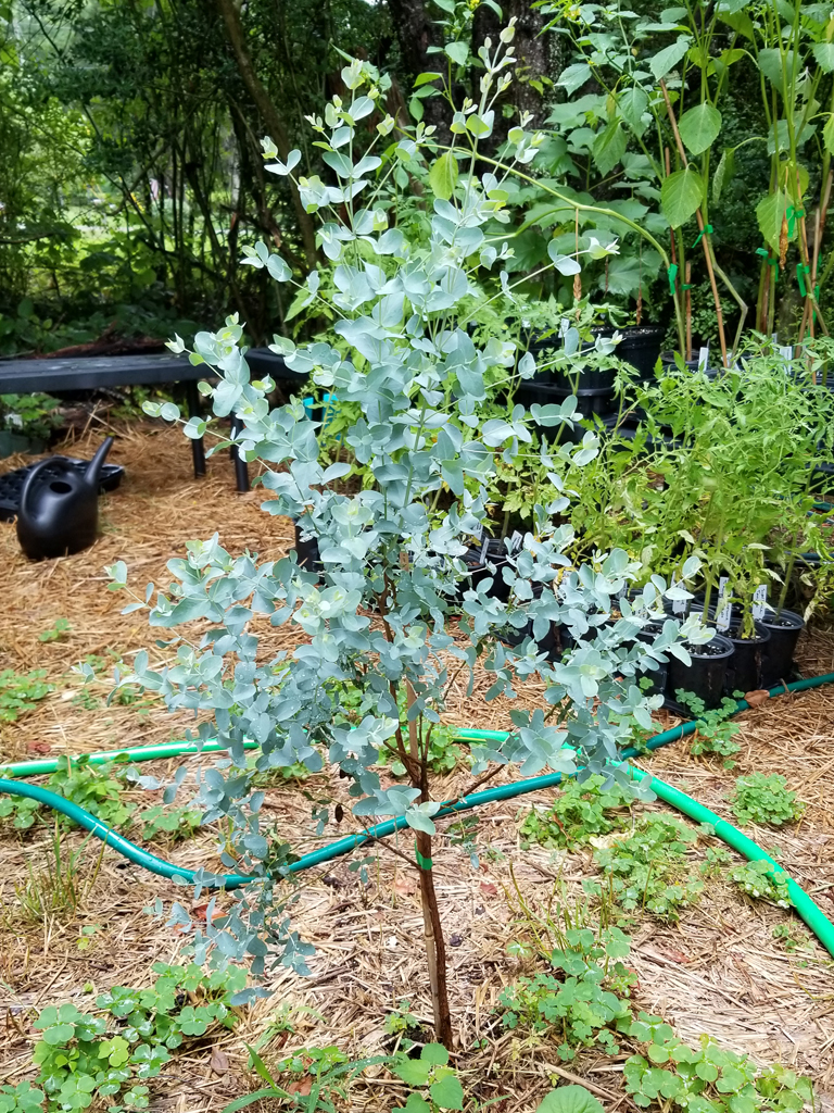 Eucalyptus - Silver Drop - Image 2