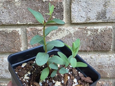 Eucalyptus - Small Leaved Gum