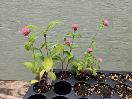 Gomphrena - Raspberry Cream 11 SEEDLINGS