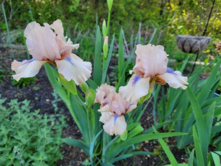 Iris - Concertina