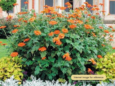 Mexican Sunflower - Fiesta del Sol