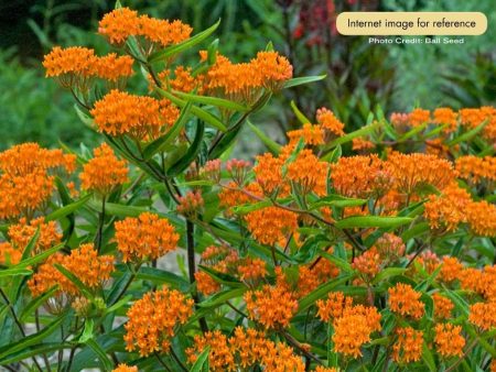 Milkweed - Orange (Butterfly Weed)