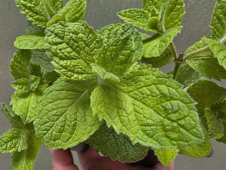 Mint - Apple