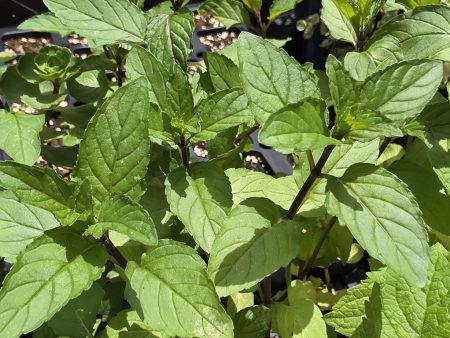 Mint - Chocolate