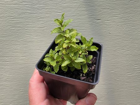 Mint - Moroccan Spearmint