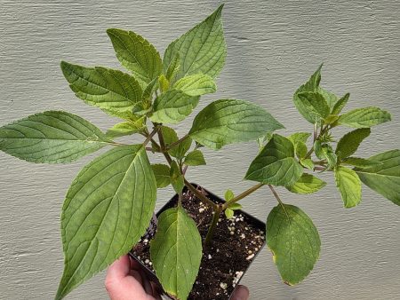 Pineapple Sage