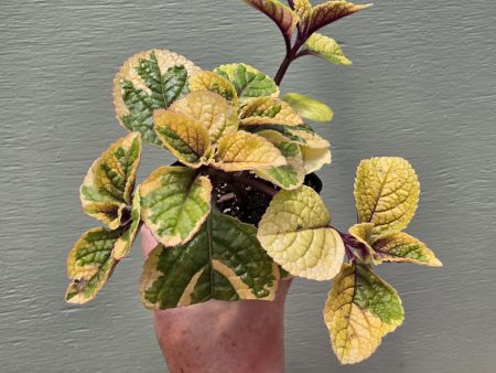 Plectranthus - Guacamole