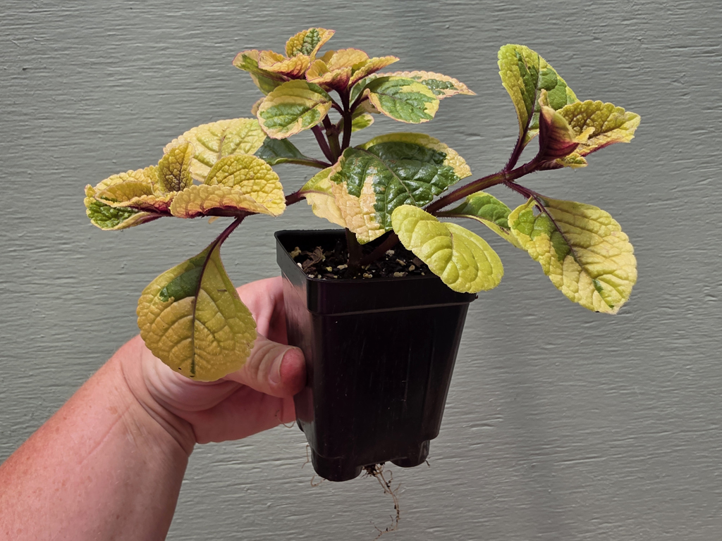 Plectranthus - Guacamole - Image 2