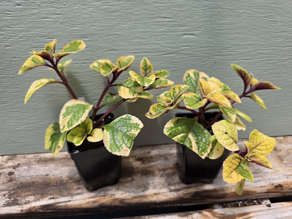 Plectranthus - Guacamole - Image 3