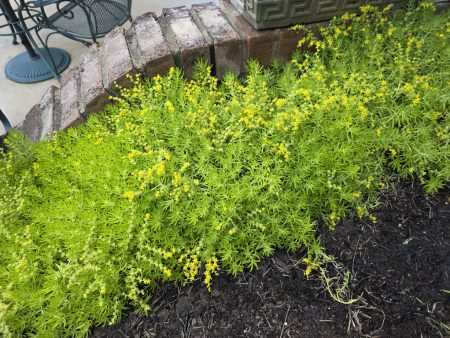 Sedum - Lemon Coral