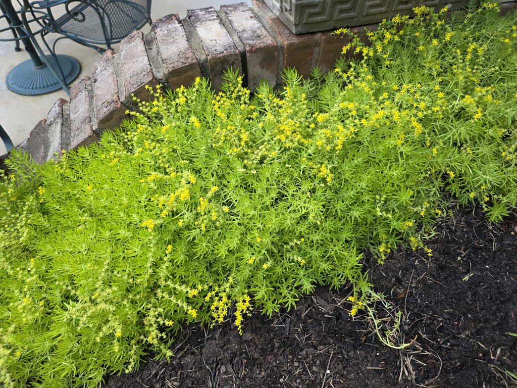 Sedum - Lemon Coral