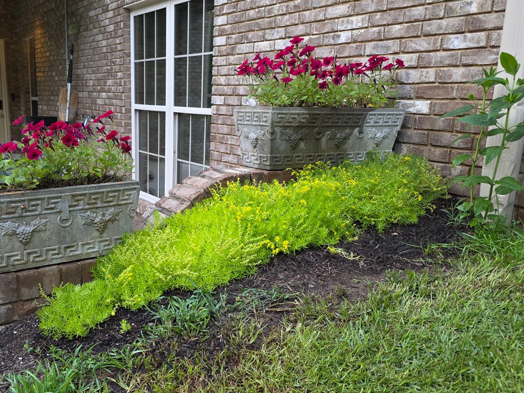 Sedum - Lemon Coral - Image 3