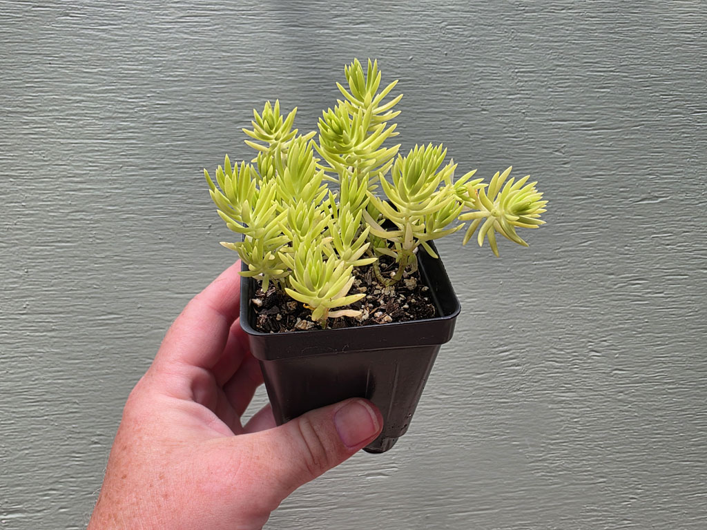 Sedum - Lemon Coral - Image 2