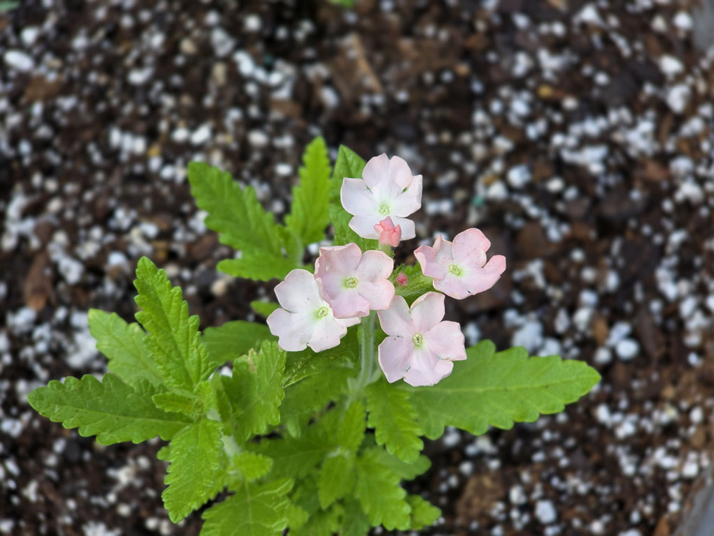 Verbena - Tuscany Peach - Image 4